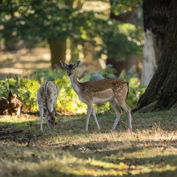 Jovem atrás corça veado vermelho no outono Outono queda paisagem floresta imagem — Fotografia de Stock