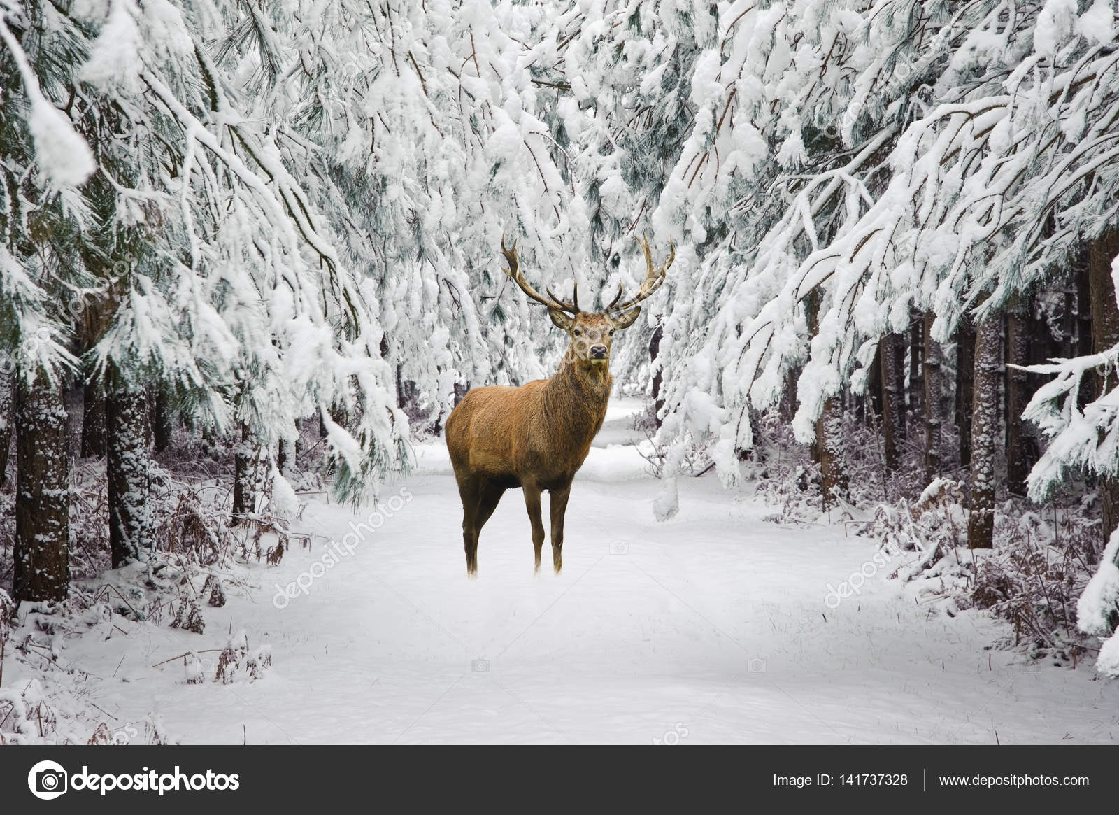 Beau Cerf Cerf Dans La Neige Couverts Festive Saison Hiver