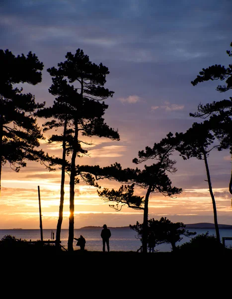 Güzel gün batımı silhouette ağaçlar ve deniz arka plan ve p — Stok fotoğraf