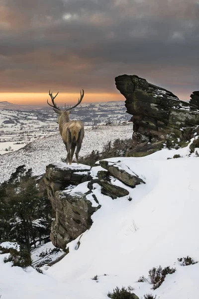 Beautiful red deer stag in snow covered mountain range festive s — Stock Photo, Image