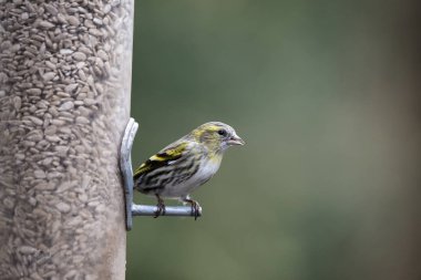 Güzel Yellowhammer Emberiza Citrinella Bahçe kuş Besleyici üzerinde