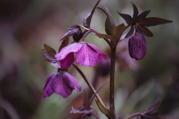 Beautiful Helleborous atrorubens flower in Spring on woodland fl — Stock Photo, Image