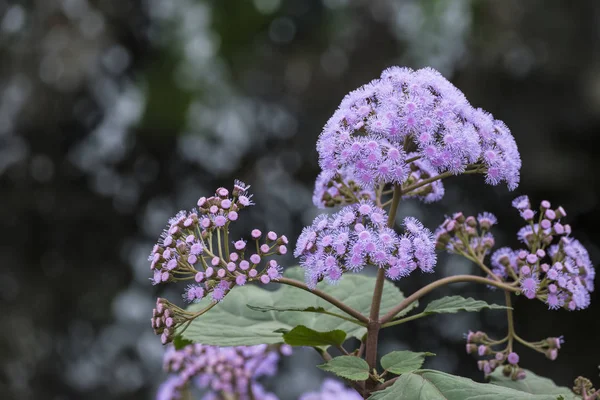 Stunning purple torch bartlettina sordida flower in full bloom — Stock Photo, Image