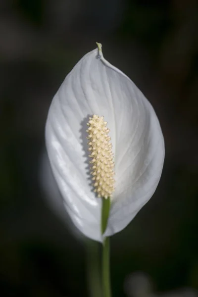 Impresionante flor de cala lirio zantedeschia aethiopica en flor — Foto de Stock