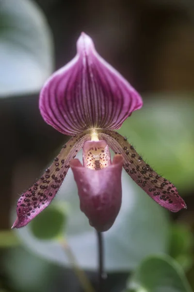 Impressionante Vênus Chinelo orquídea flor paphiopadilum em plena floração — Fotografia de Stock