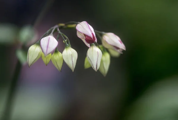 Vacker vårblomma i knopp med blomma på att blommar i — Stockfoto