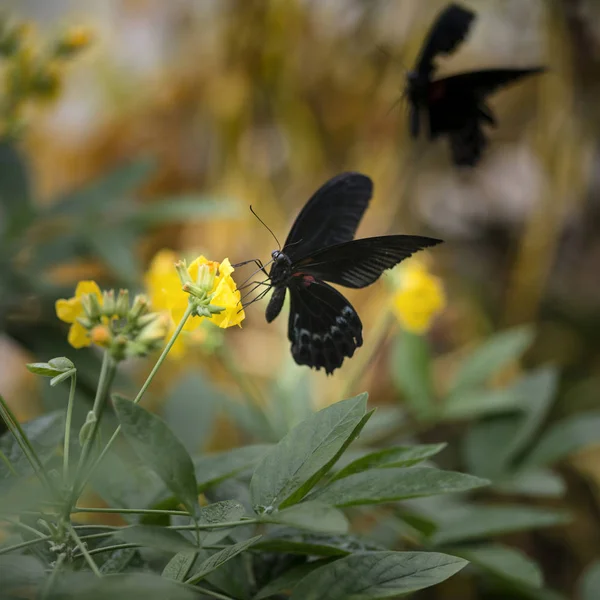 Scharlachrot Schwalbenschwanz Schmetterling auf leuchtend gelben Blume mit anderen — Stockfoto