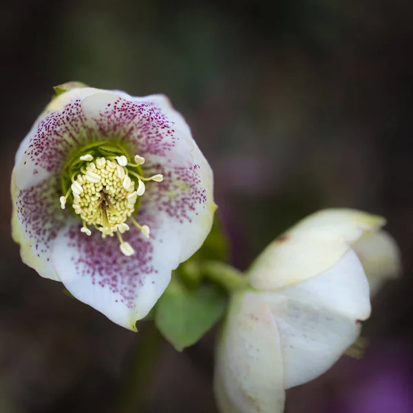 Krásné zářivé helleborous hybridus květiny v plném květu v S — Stock fotografie
