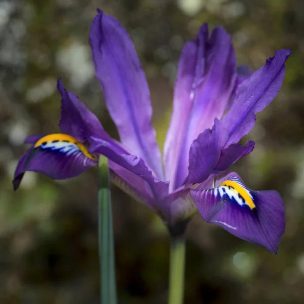 Hermosa flor vibrante iris aroma sacional en plena floración en Sp — Foto de Stock