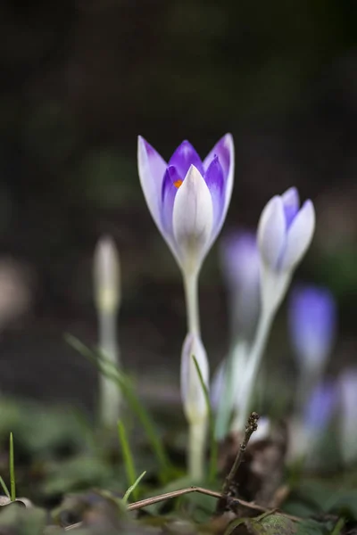 Superbes fleurs de crocus vibrantes au printemps sur le sol forestier — Photo