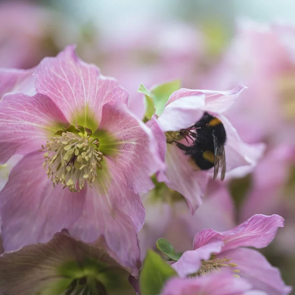 Helleborous walberton'ın biberiye walhero çiçek bumble bee ile — Stok fotoğraf