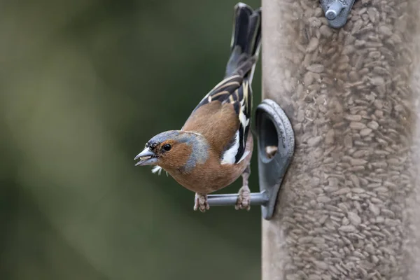 Hermoso jilguero Fringilla Coelebs en alimentador de aves de jardín — Foto de Stock