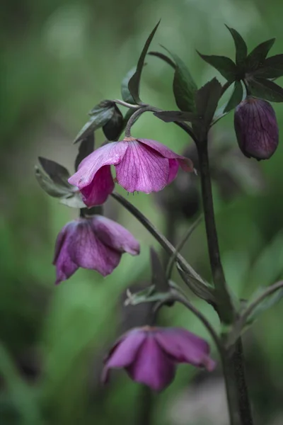Helleborous atrorubens flower in Spring on lush woodland floor — Stock Photo, Image