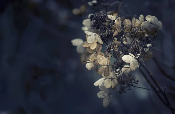 Stunning dried hydrangea hortensia flowers cross processed for r — Stock Photo, Image