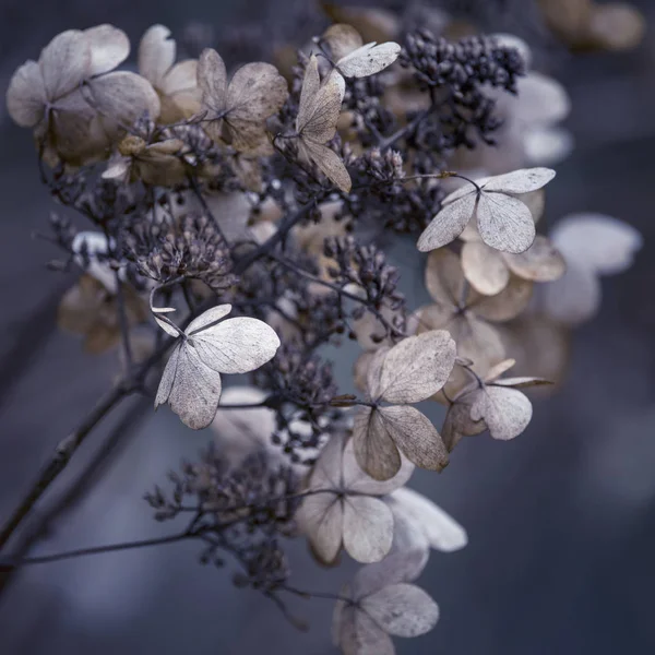 Superbe hortensia séchée fleurs croix transformée pour r — Photo