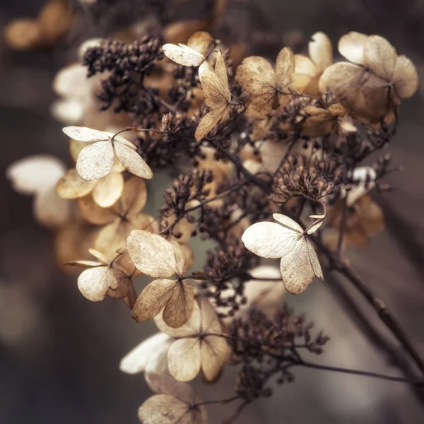 Çiçekler çapraz kuru hydrangea HORTENSIA çarpıcı r için işlenen — Stok fotoğraf