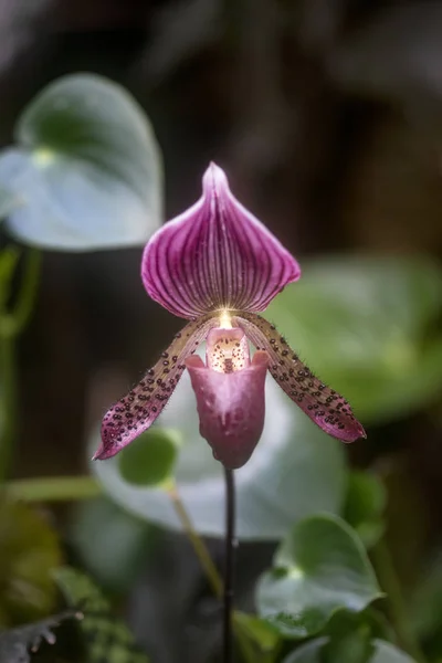 Impressionante Vênus Chinelo orquídea flor paphiopadilum em plena floração — Fotografia de Stock