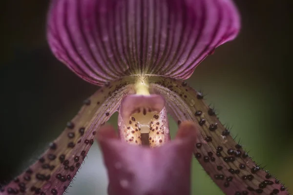 Stunning Venus Slipper orchid flower paphiopadilum in full bloom — Stock Photo, Image