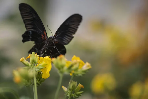 Atemberaubende scharlachrote Schwalbenschwanz-Schmetterling auf leuchtend gelben Blume w — Stockfoto