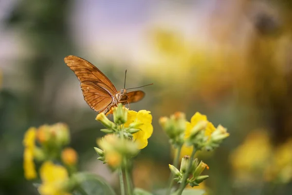 Julia butterfly lepidoptra nymphalidae butterfly on vibrant yell — Stock Photo, Image