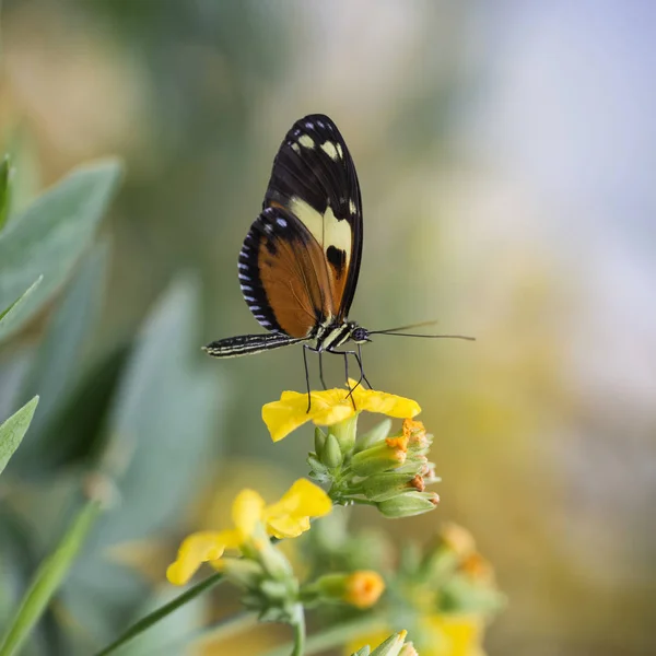 Ohromující butterfly hmyzu na pulzující žlutý květ — Stock fotografie