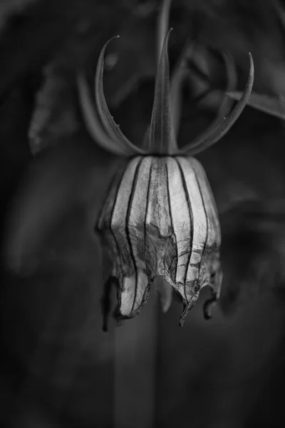 Canarina Canariensis kanarya Bellflower çiçeklenmeye hazır çarpıcı — Stok fotoğraf