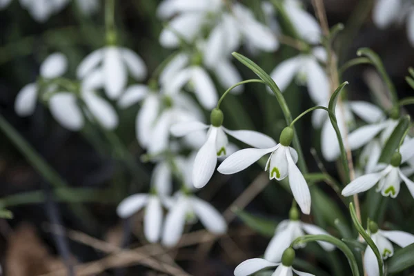 Güzel kardelen galanthus çiçekler bahar için tam Bloom — Stok fotoğraf