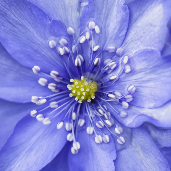 Stunning close up of lavender blue flower in bloom in Spring wit — Stock Photo, Image