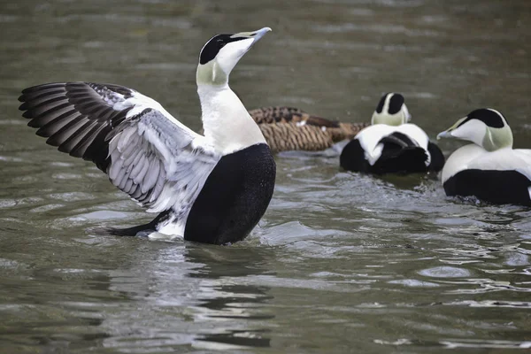 Portrait de l'Eider à duvet Somateria Mollissima à Sprin — Photo