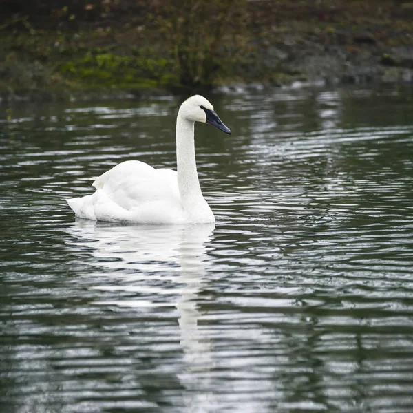 Eautiful portrait of Trumpeter Swan Cygnus Buccinator on water i — Stock Photo, Image