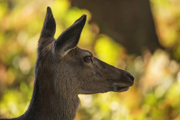 Stunning hind doe red deer cervus elaphus in dappled sunlight fo — Stock Photo, Image