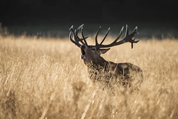 Μεγαλοπρεπή κόκκινο ελάφι ελάφι cervus elaphus μουγκρίζοντας στην ανοιχτή grasss f — Φωτογραφία Αρχείου