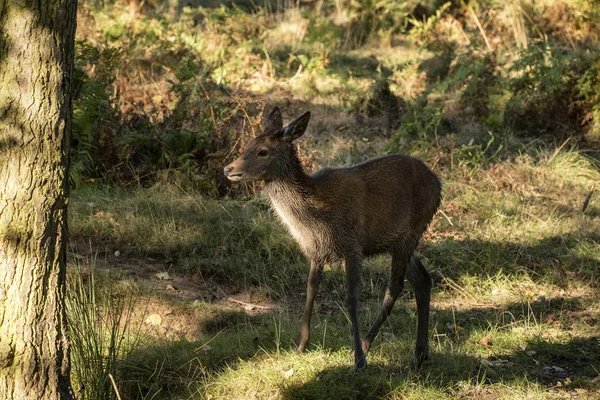 Mladí zadních doe jelen podzim podzim lesní krajina obrazu — Stock fotografie