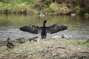 Karabatak Phalacrocoracidae yaymak güzel görüntü wings ben