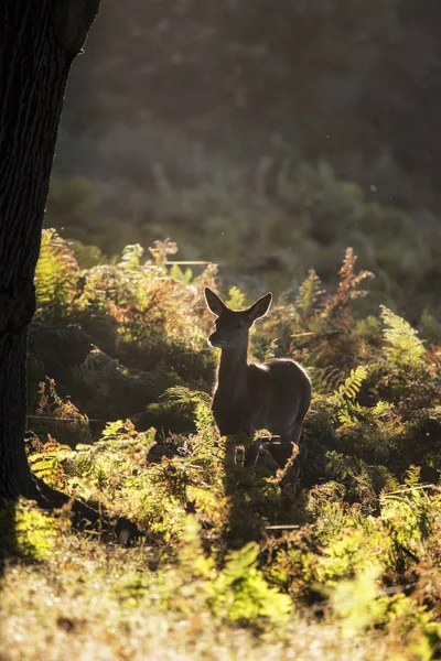 Jovem atrás corça veado vermelho no outono Outono queda paisagem floresta imagem — Fotografia de Stock