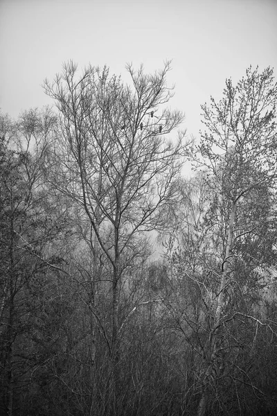 Tonica paesaggio in bianco e nero di nebbia foresta scena — Foto Stock