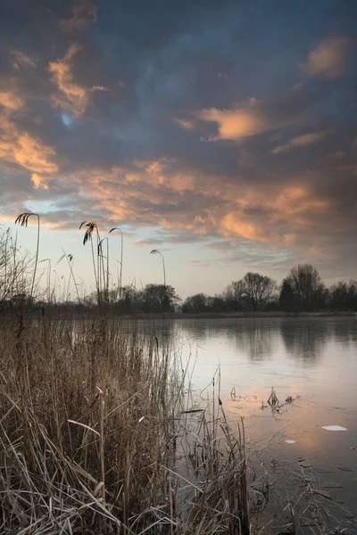 Stunning colorful Winter sunrise over reeds on lake in Cotswolds — Stock Photo, Image