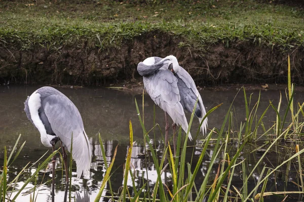 Naturliga porträtt av vit-naped crane fågel från Kina — Stockfoto