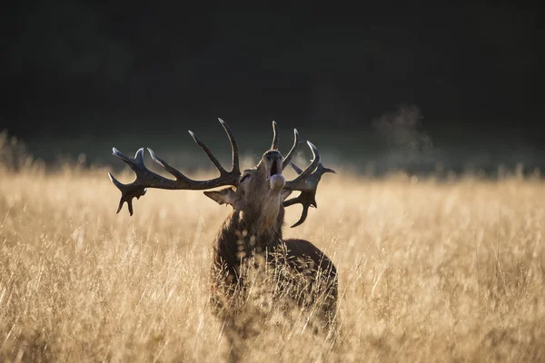 Majestátní jeleni jelena cervus elaphus řev v otevřených grasss f — Stock fotografie