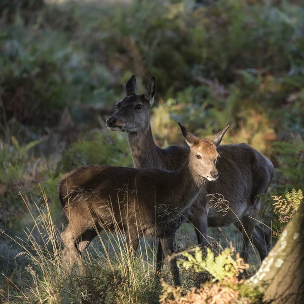 Güzel aile grubu kırmızı geyik sürüsü bekarlığa cervus elaphus Düriye — Stok fotoğraf
