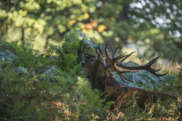 Majestic powerful red deer stag Cervus Elaphus in forest landsca — Stock Photo, Image