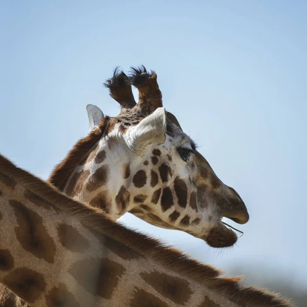 Portrait of African Giraffe Giraffa against blue sky background — Stock Photo, Image