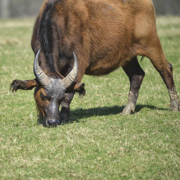 Gran Bosque Buffalo Syncerus Caffer Nanus pastando en la hierba en s —  Fotos de Stock