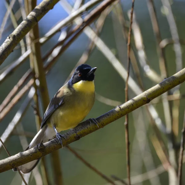 Szép élénk kék és sárga férfi Weaver madár a szövőmadárfélék (Ploceidae) — Stock Fotó