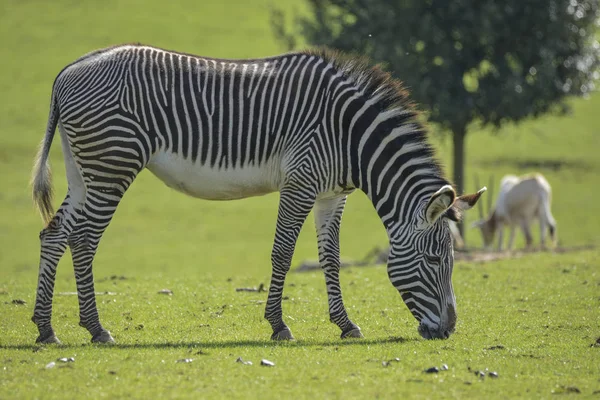 Schöne Grevy 's Zebra equus grevyi grast auf einer saftig grünen Lichtung — Stockfoto