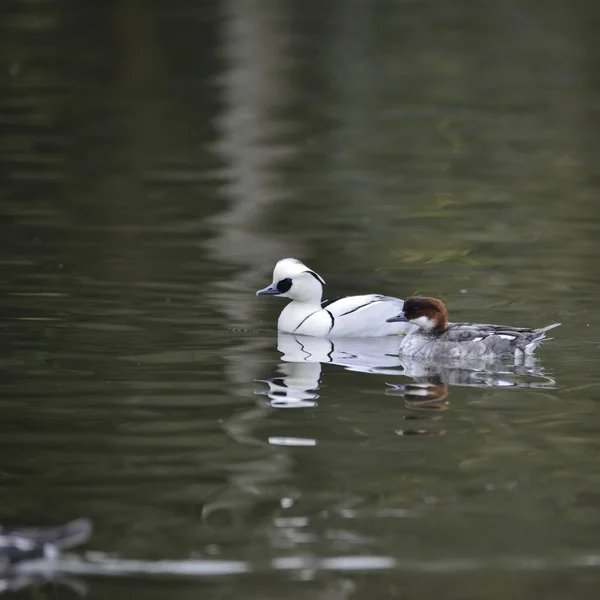 Hermoso retrato de pájaro pato Smew Megellus Albellus en el agua —  Fotos de Stock