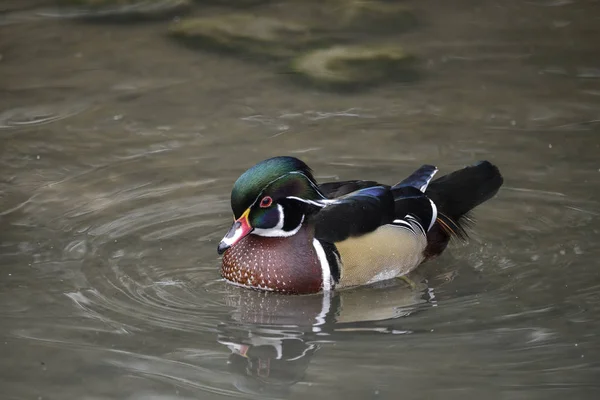 Hermoso retrato de pato de madera americano Aix Sponsa pájaro en wate —  Fotos de Stock