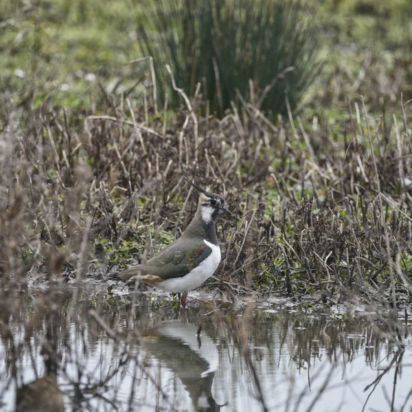 Portrait of beautiful Lapwing bird seen through reeds on side of — Stock Photo, Image