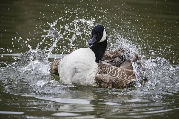 Canada Goose ranta Canadensis extiende sus alas y limpia i — Foto de Stock