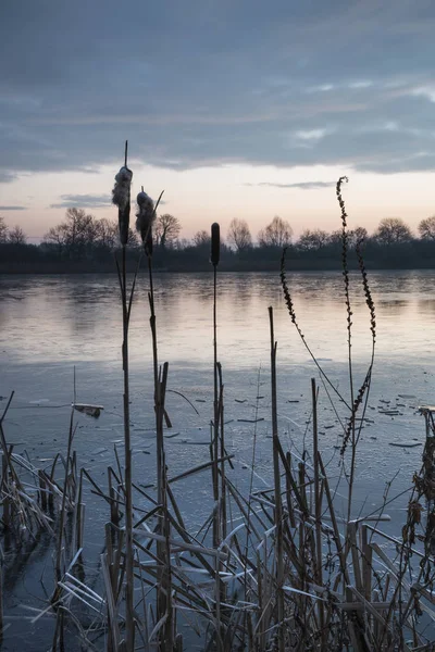 在科茨沃尔德湖芦苇丛惊人多彩冬季日出 — 图库照片